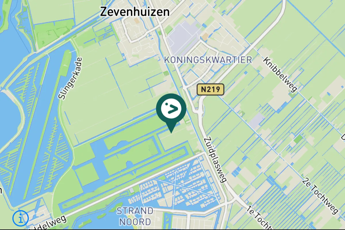 Spotted Western Swamphen