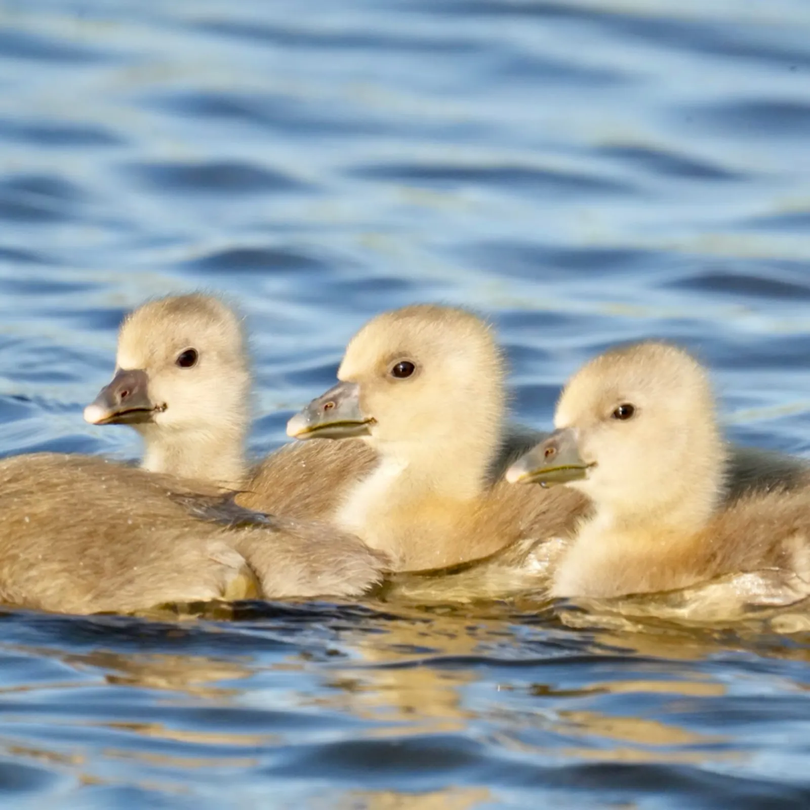 Gespotte Grauwe gans