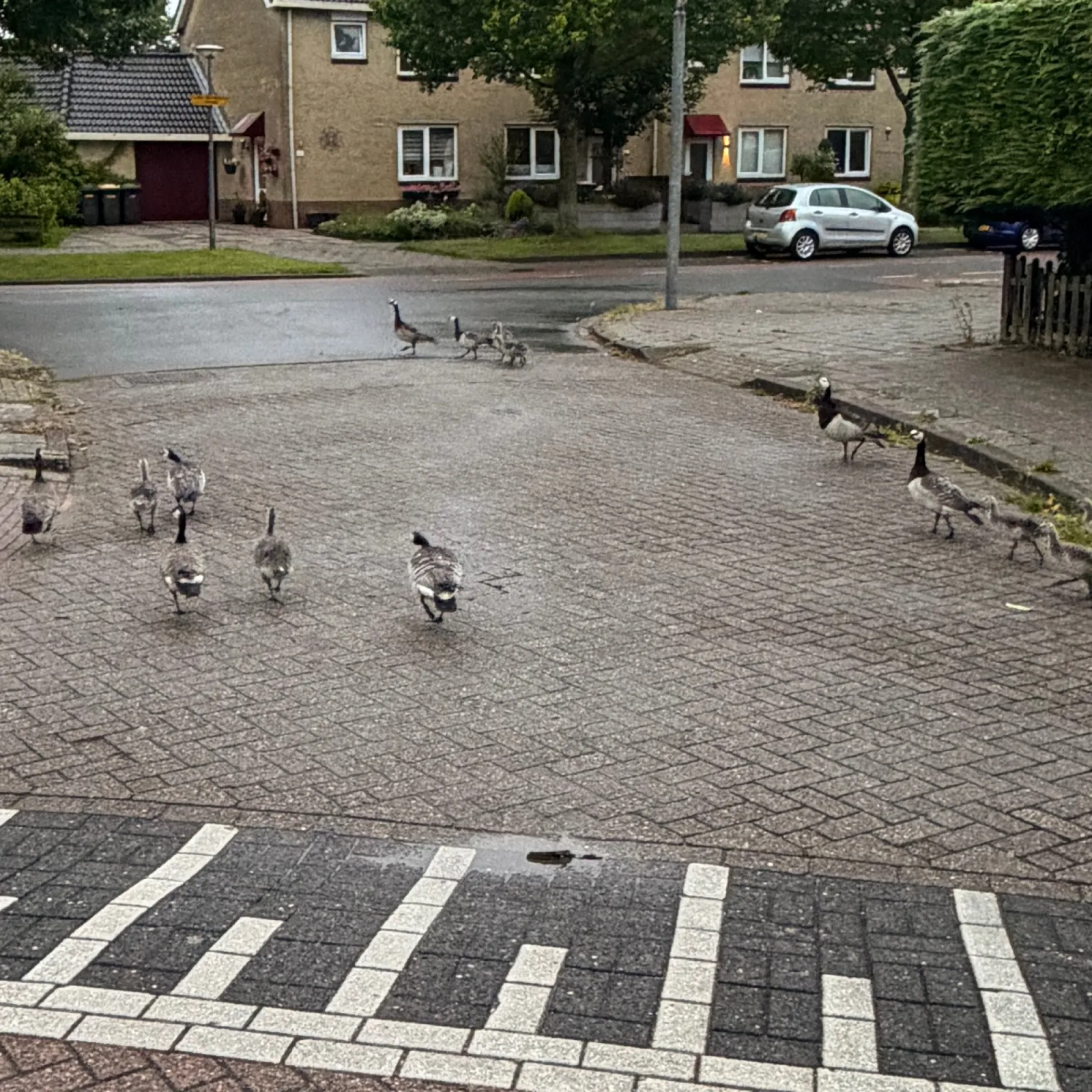 Waargenomen Grote Canadese gans