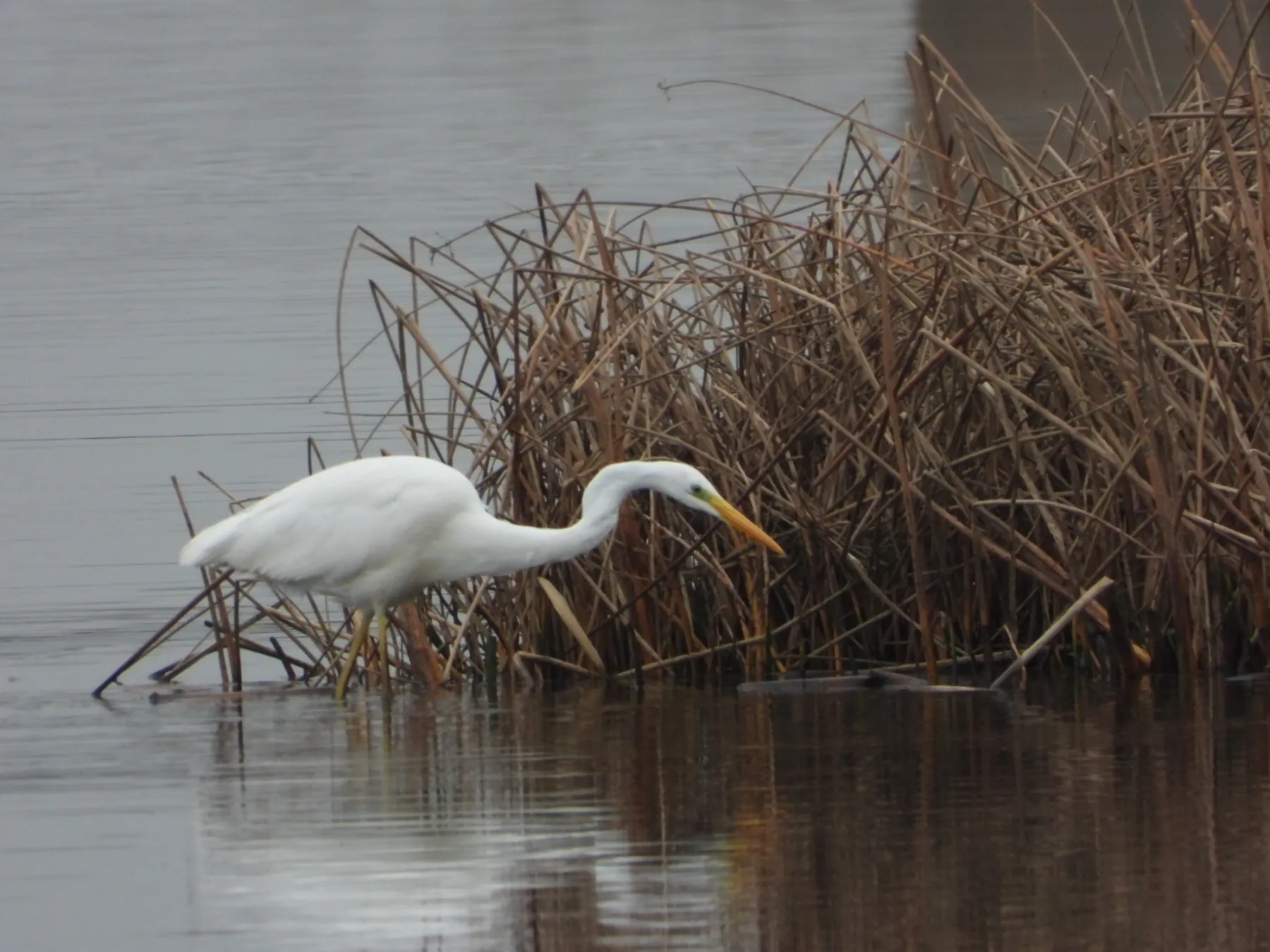 Gespotte Grote zilverreiger