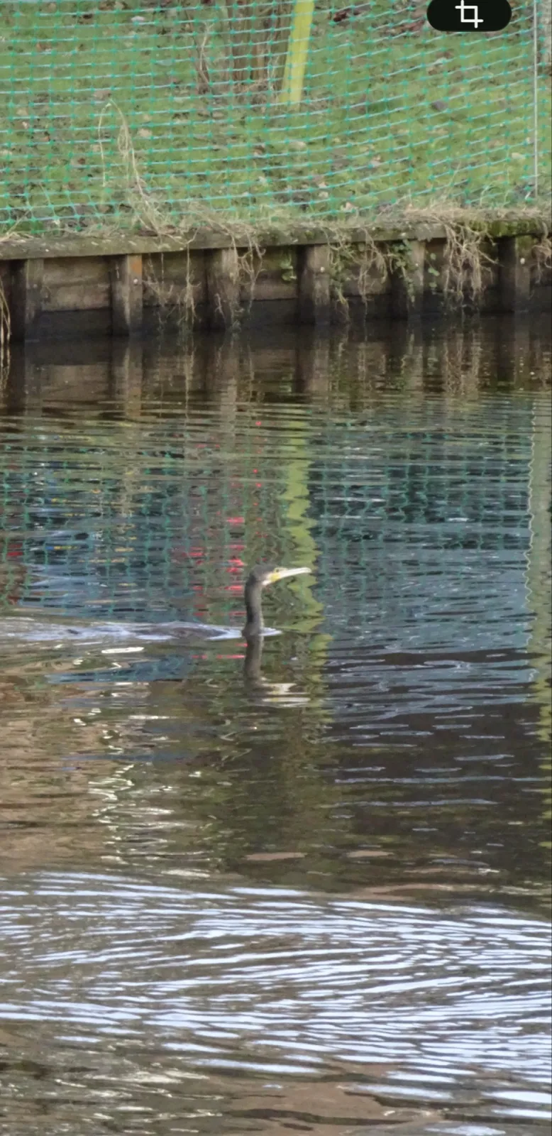 Gespotte Aalscholver