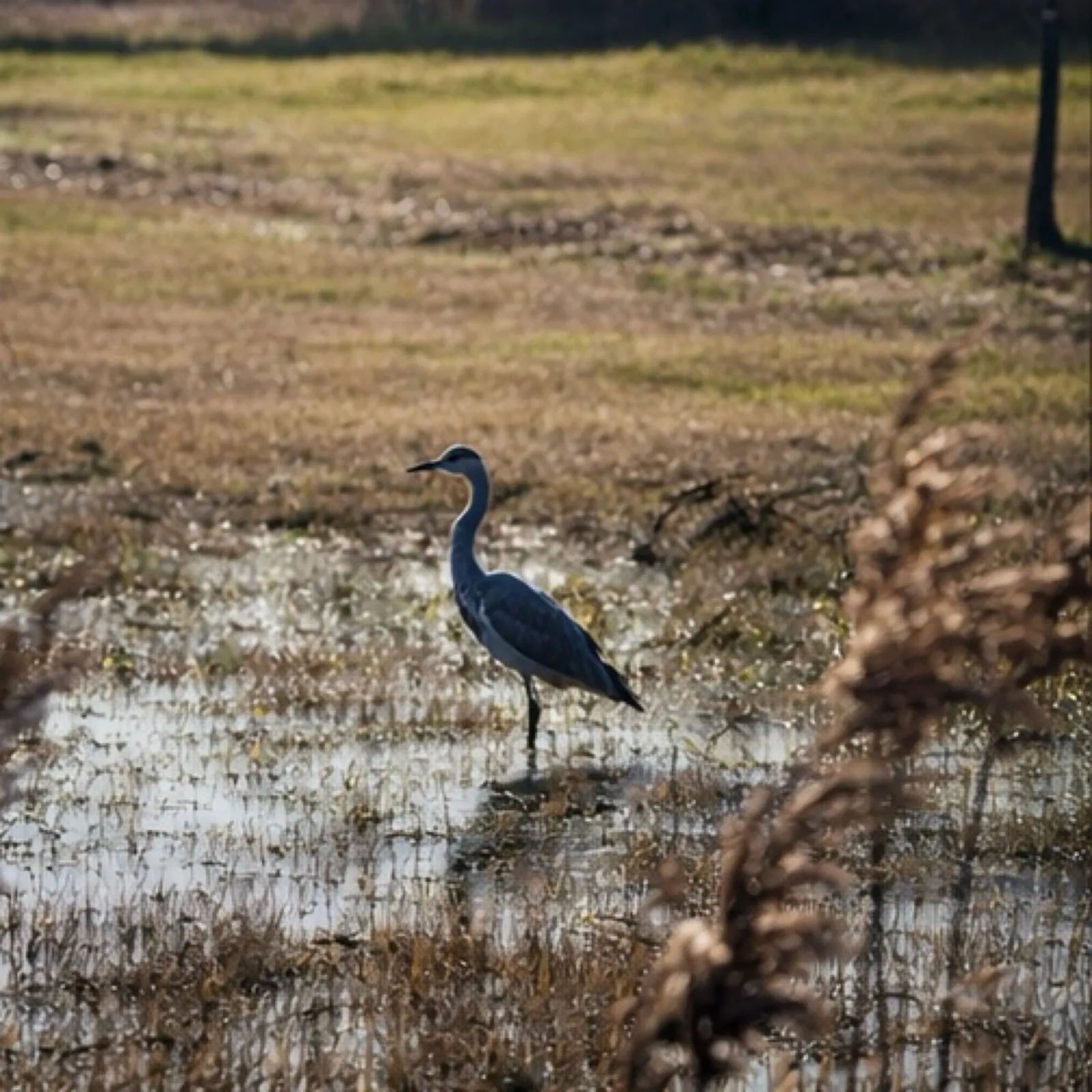 Gespotte Blauwe reiger