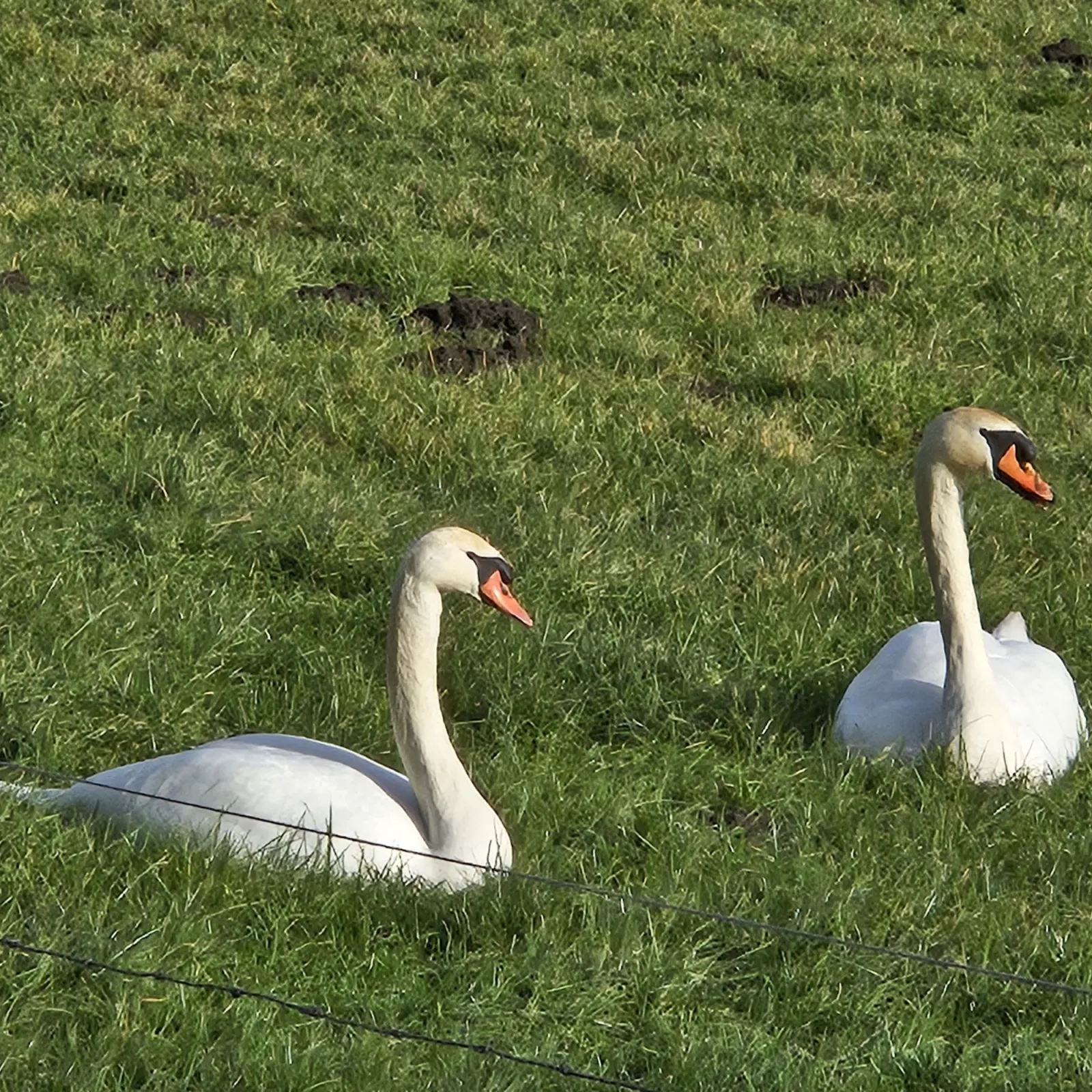 Gespotte Knobbelzwaan