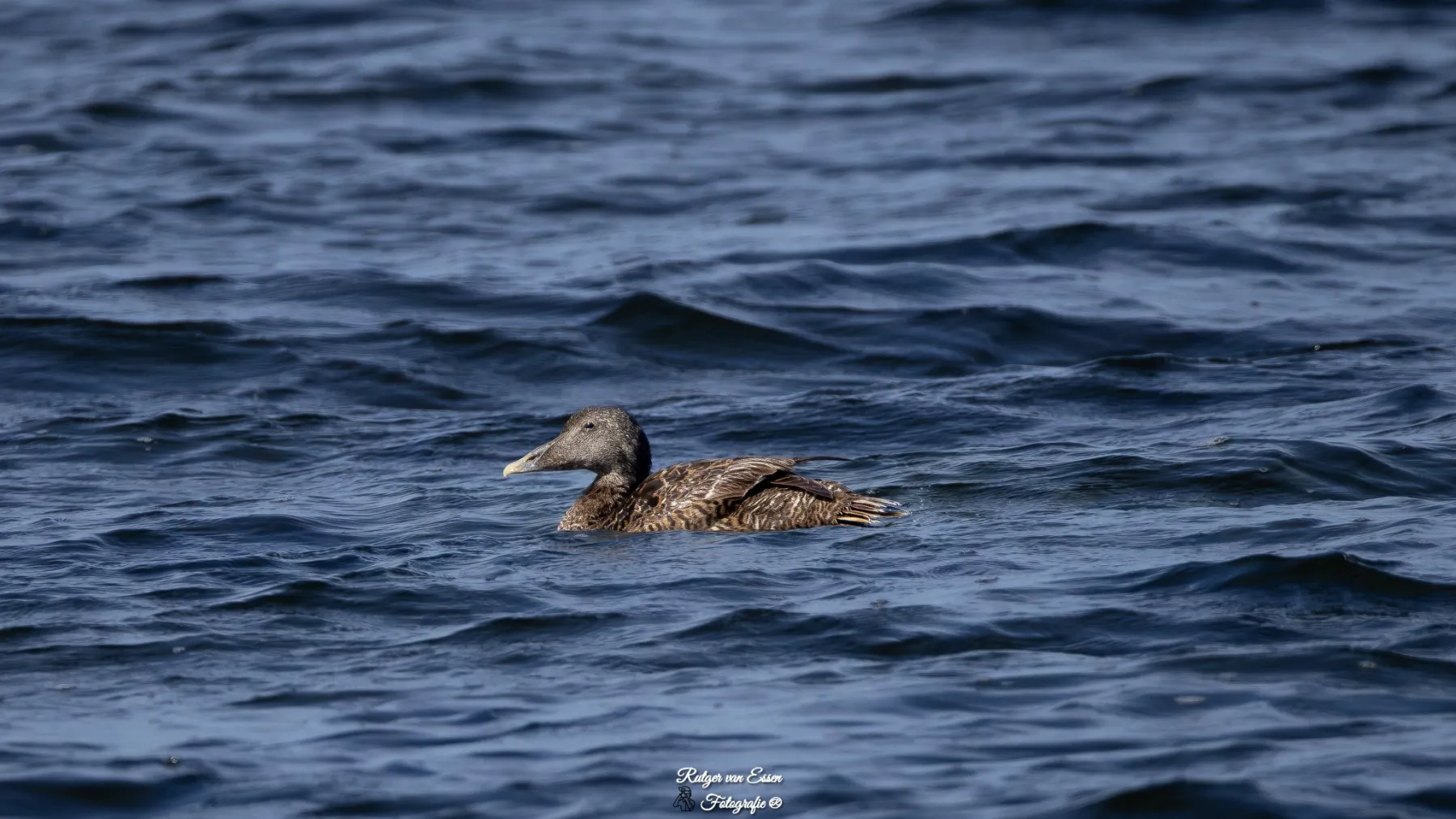 Waargenomen Eider