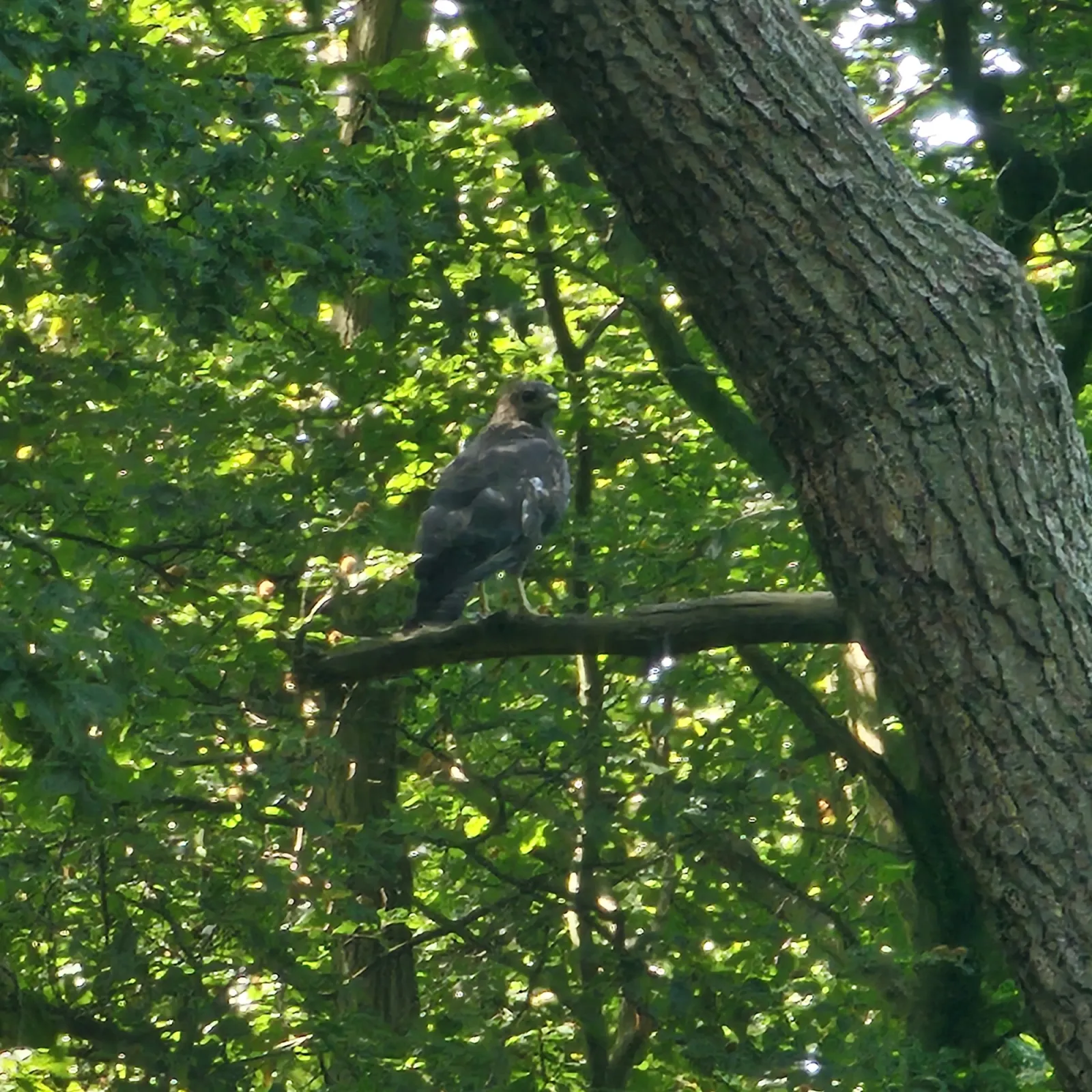 Waargenomen Buizerd