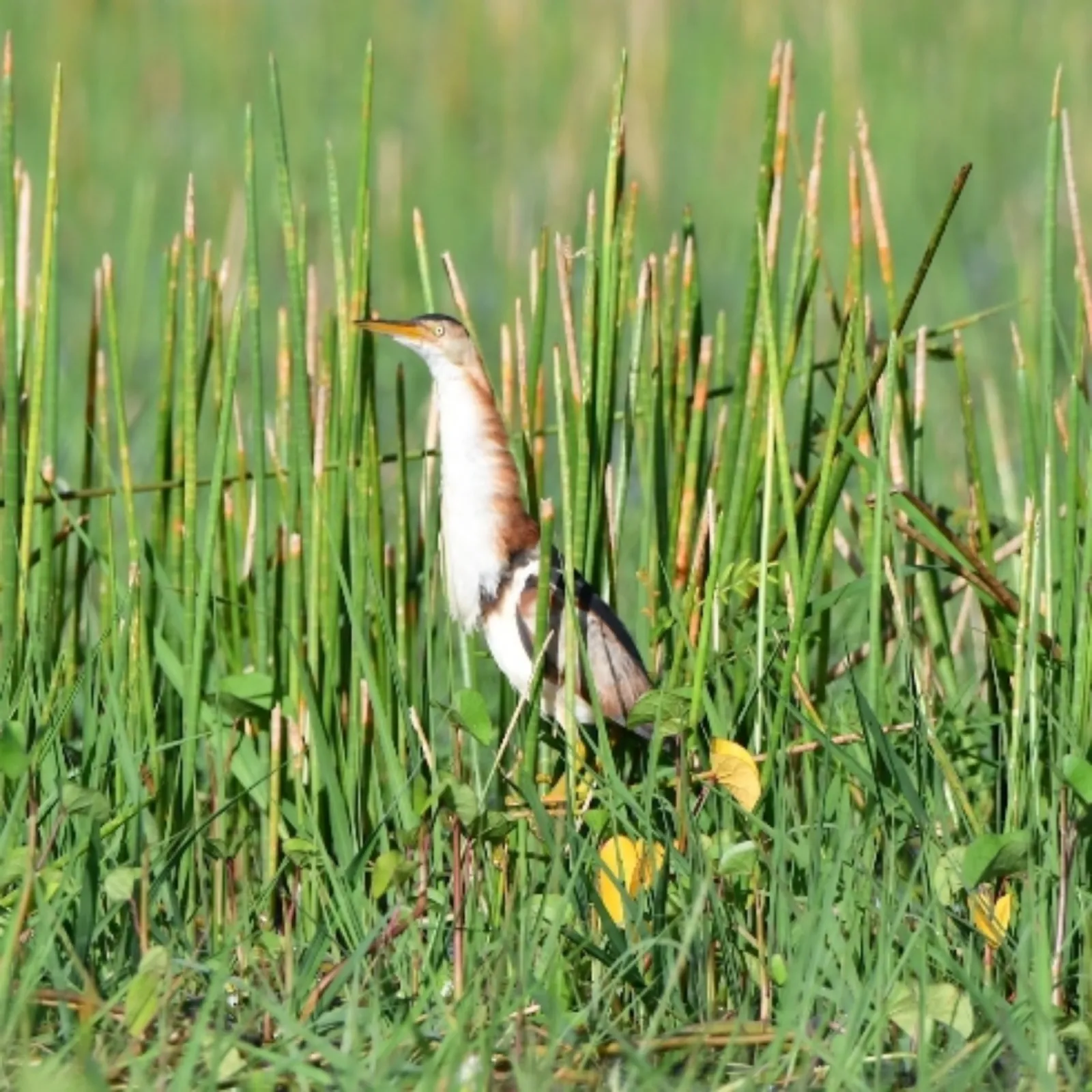 Gespotte Amerikaanse woudaap