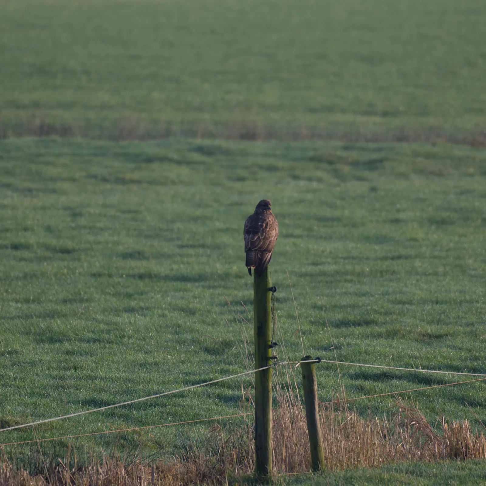 Gespotte Buizerd