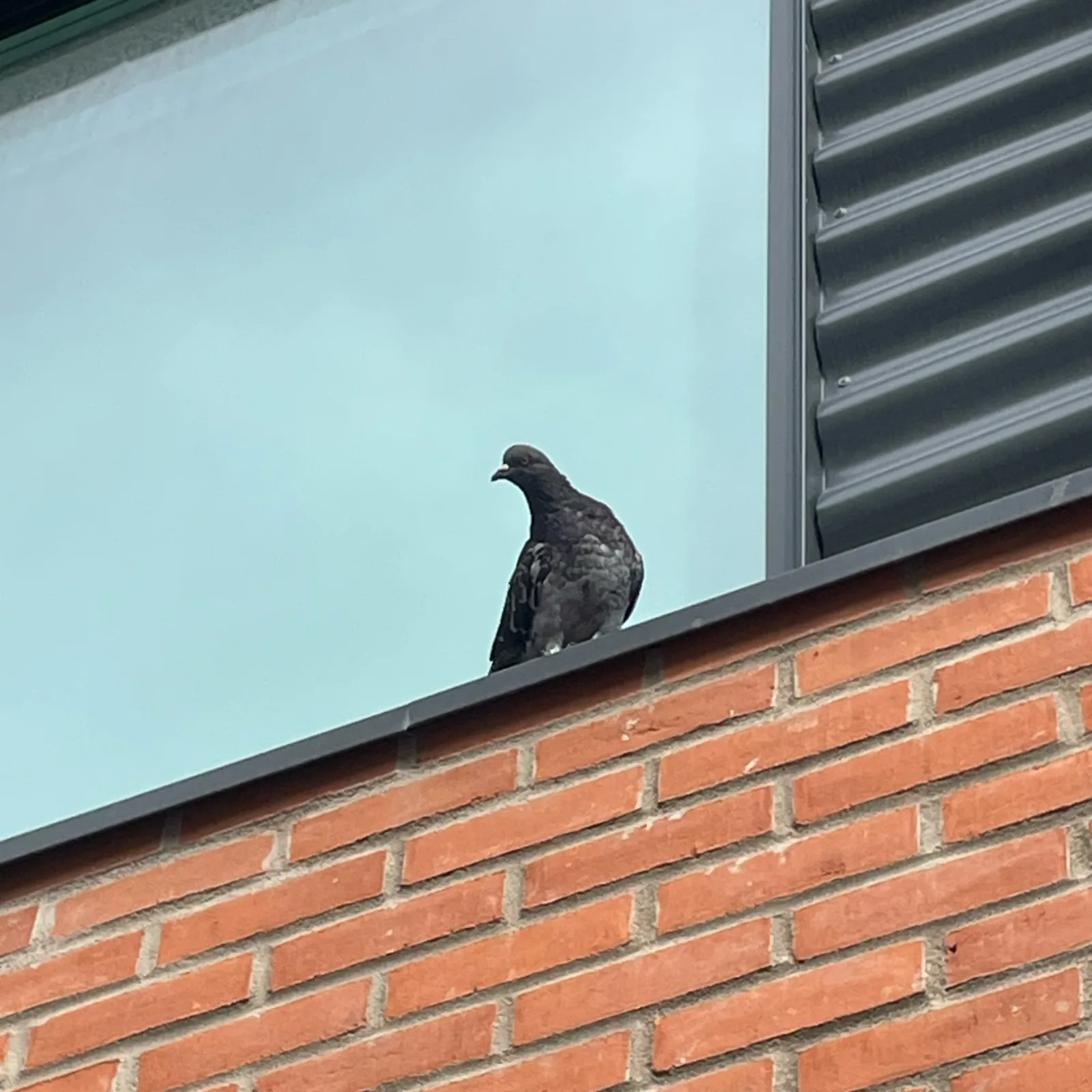 Spotted Rock Pigeon