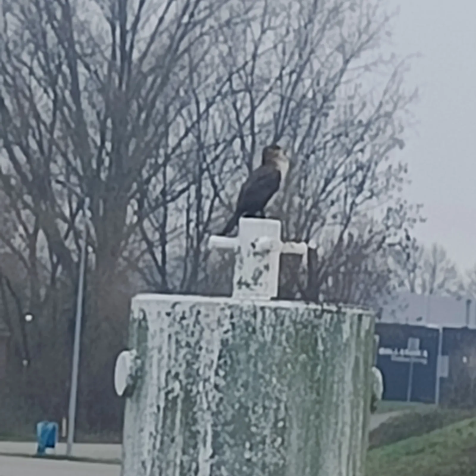 Gespotte Grote zaagbek