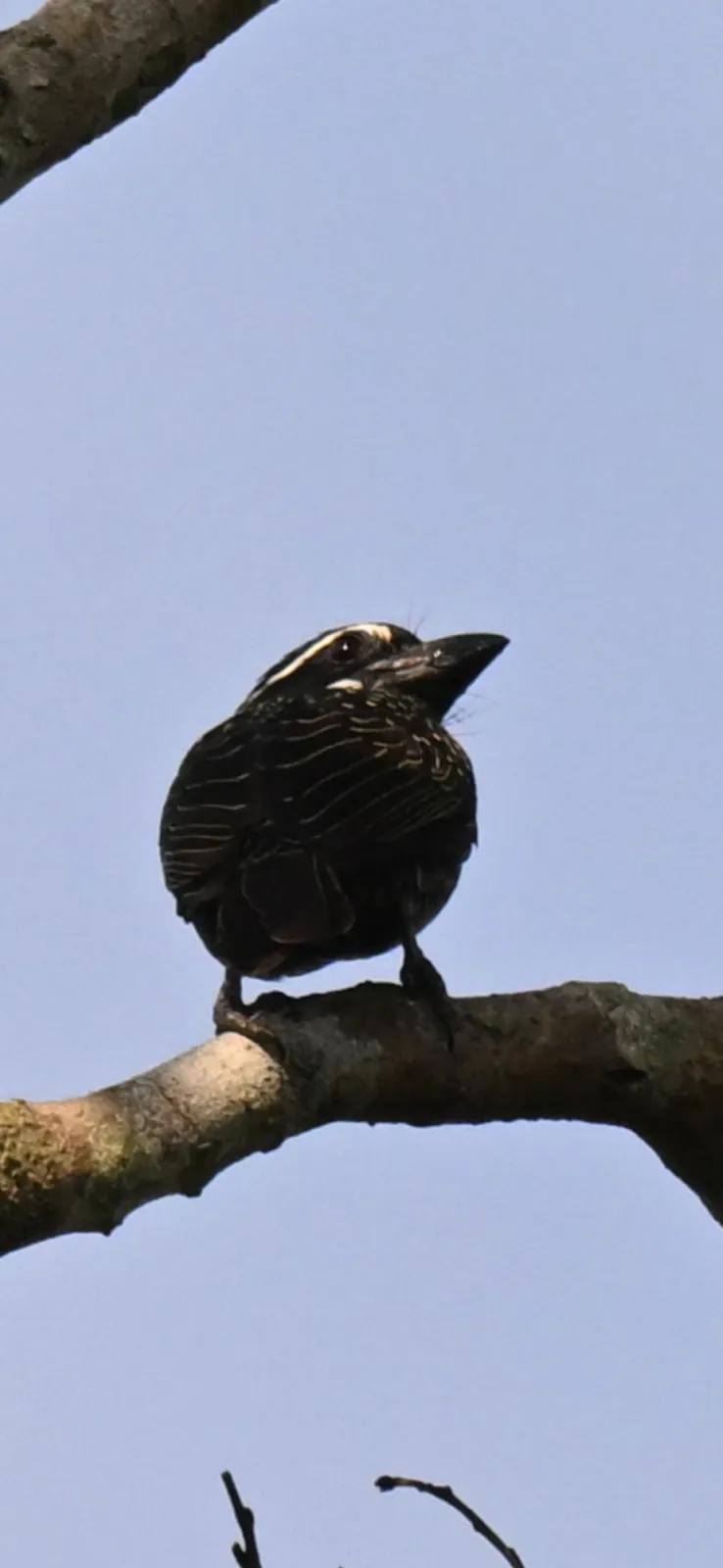 Waargenomen Geelparelbaardvogel