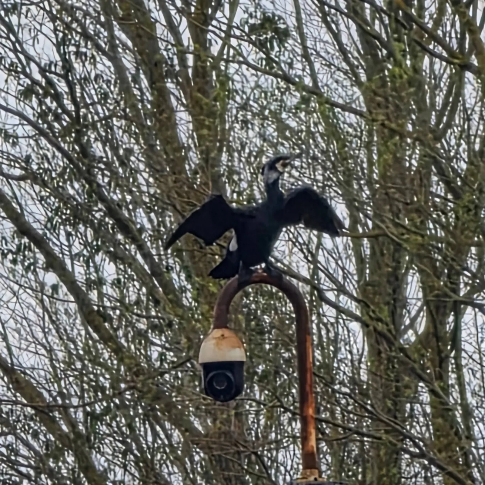 Spotted Great Cormorant