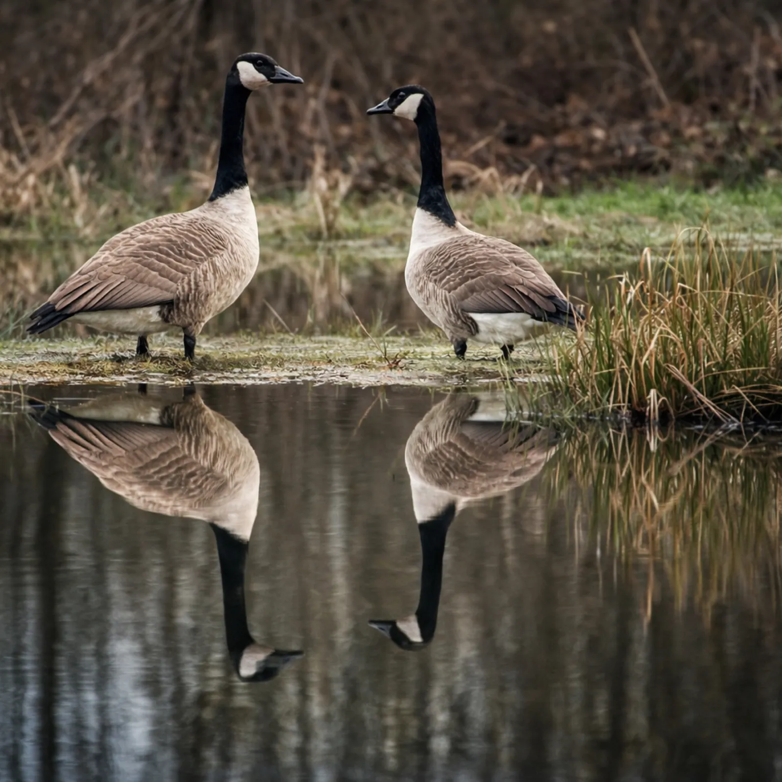Gespotte Grote Canadese gans