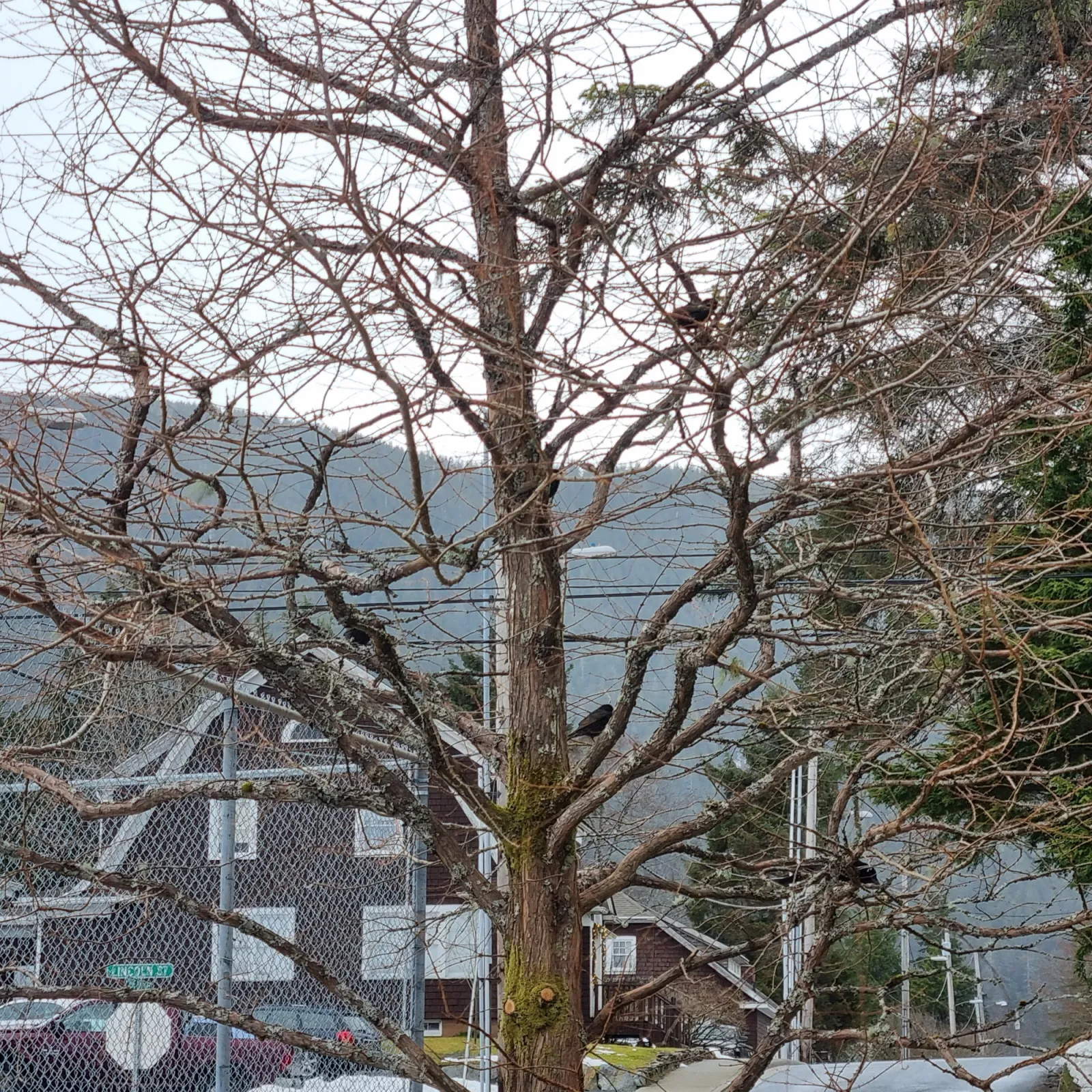 Spotted European Starling