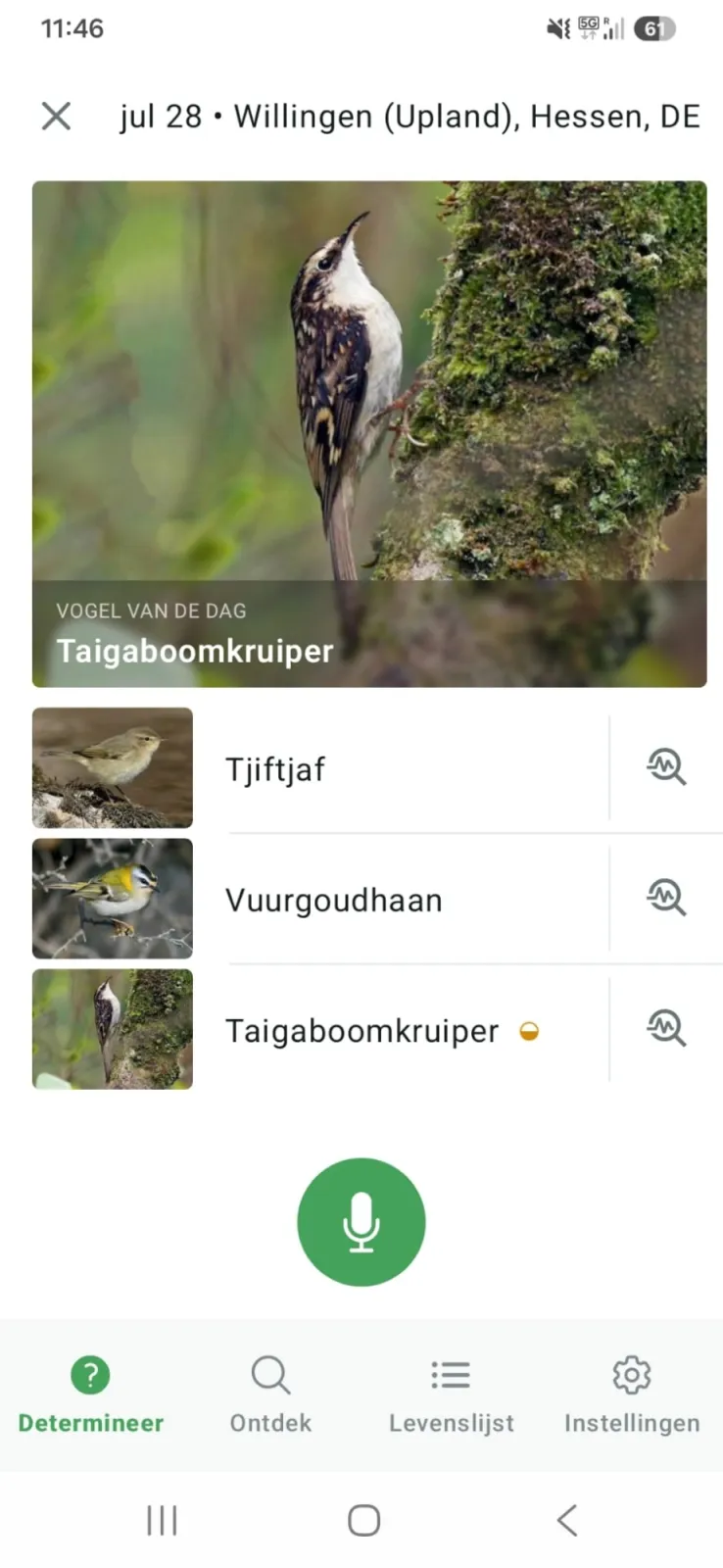 Waargenomen Taigaboomkruiper