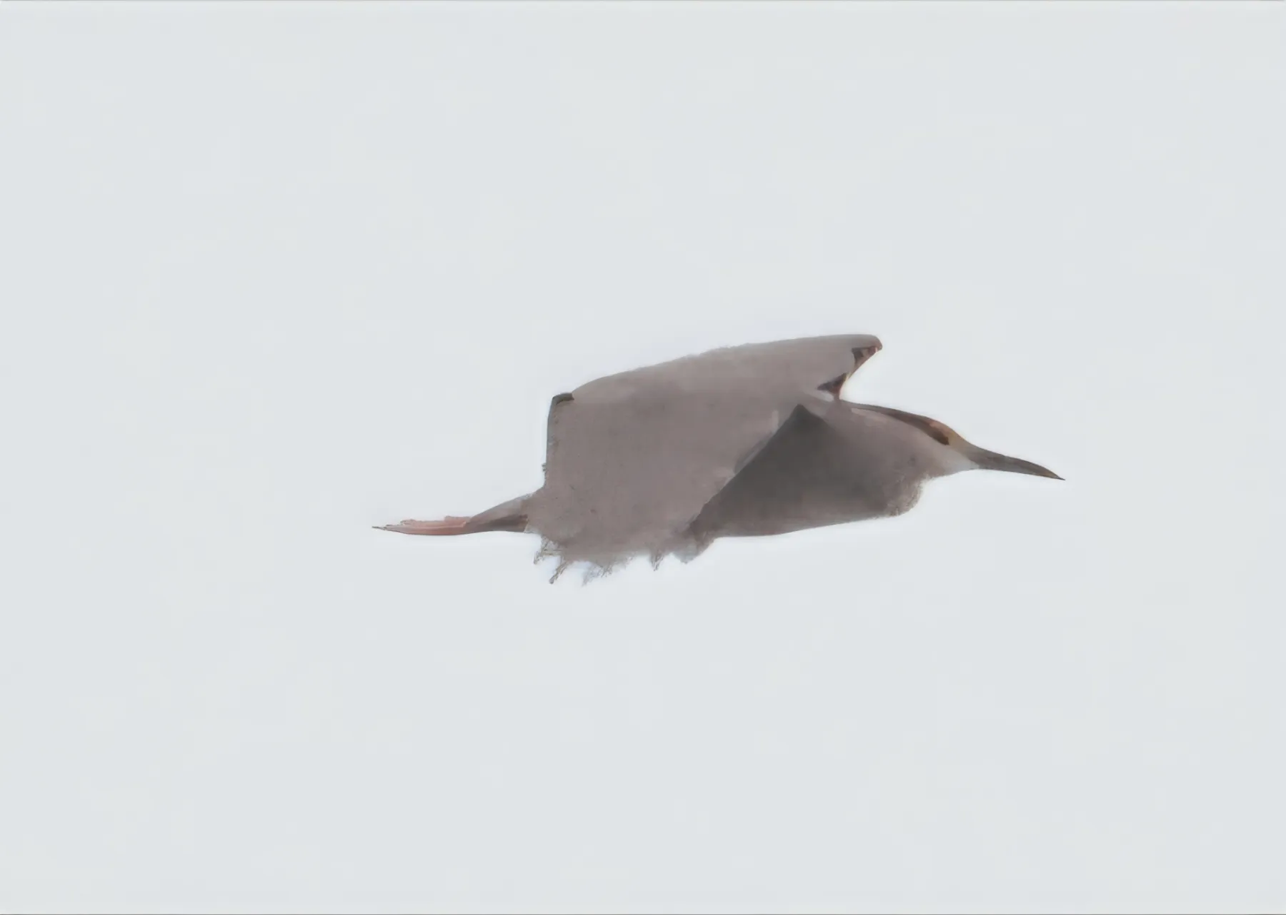 Waargenomen Kwak