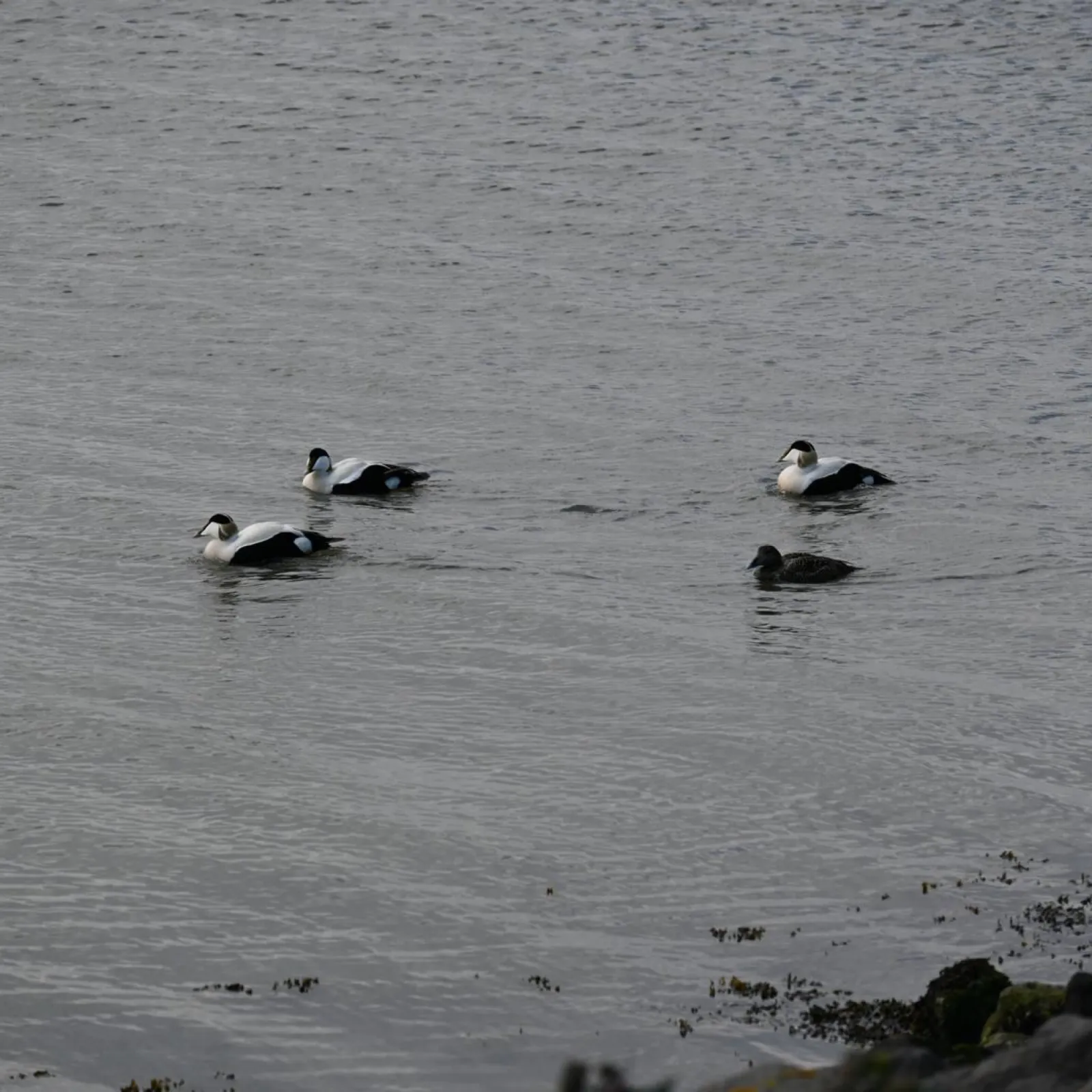 Waargenomen Eider