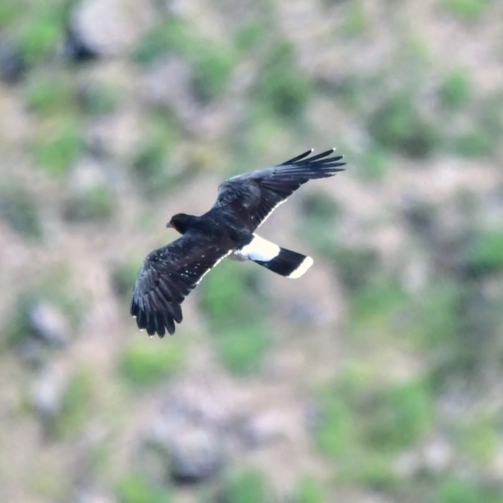 Gespotte Andescaracara