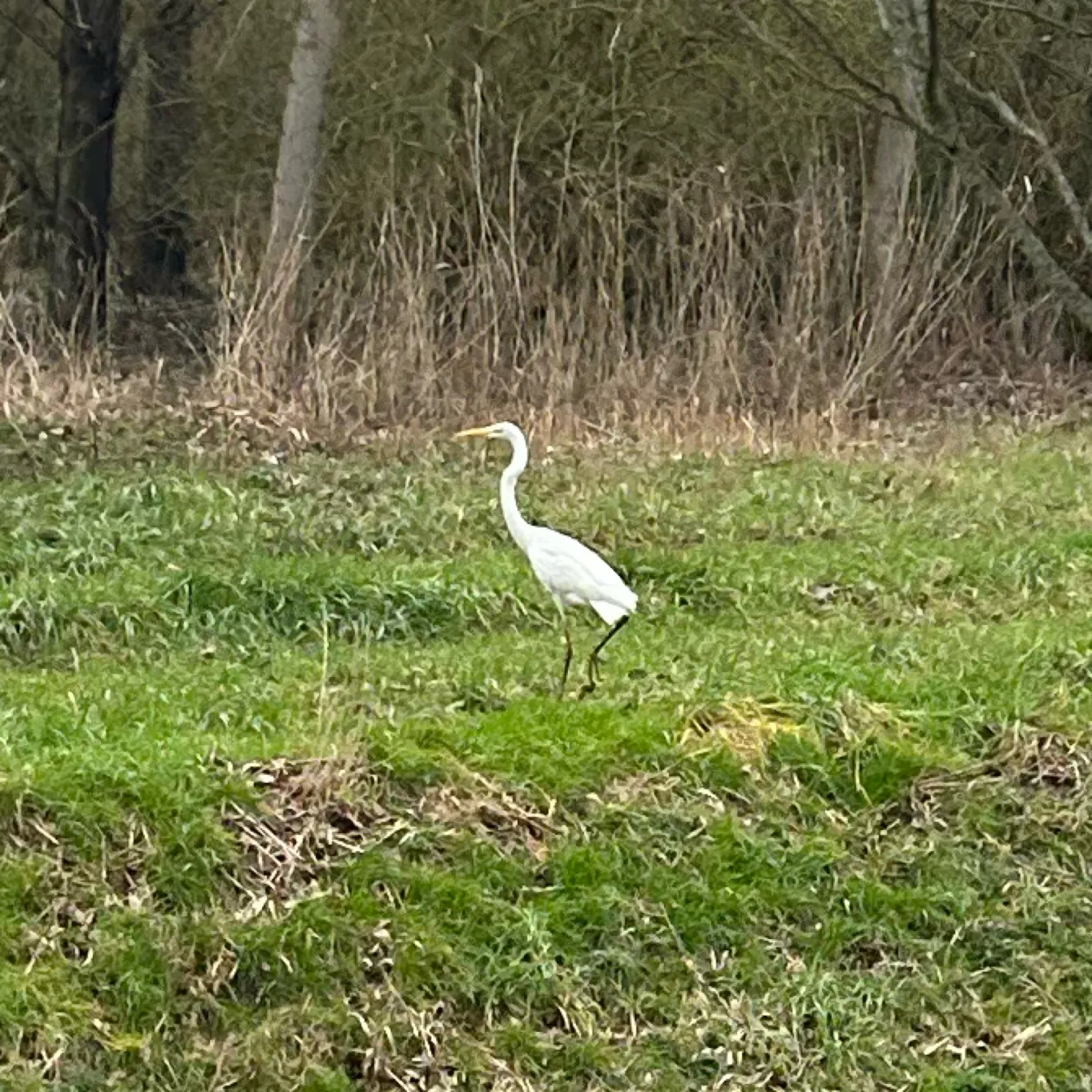 Gespotte Grote zilverreiger