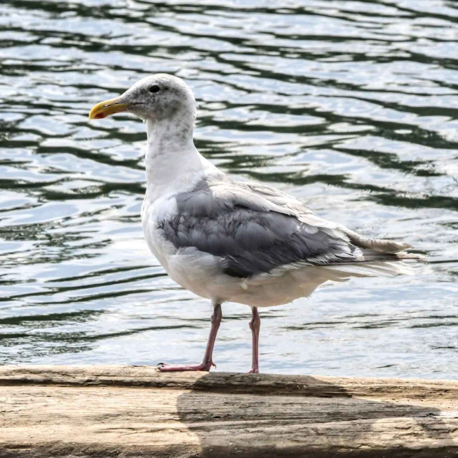 Gespotte Beringmeeuw