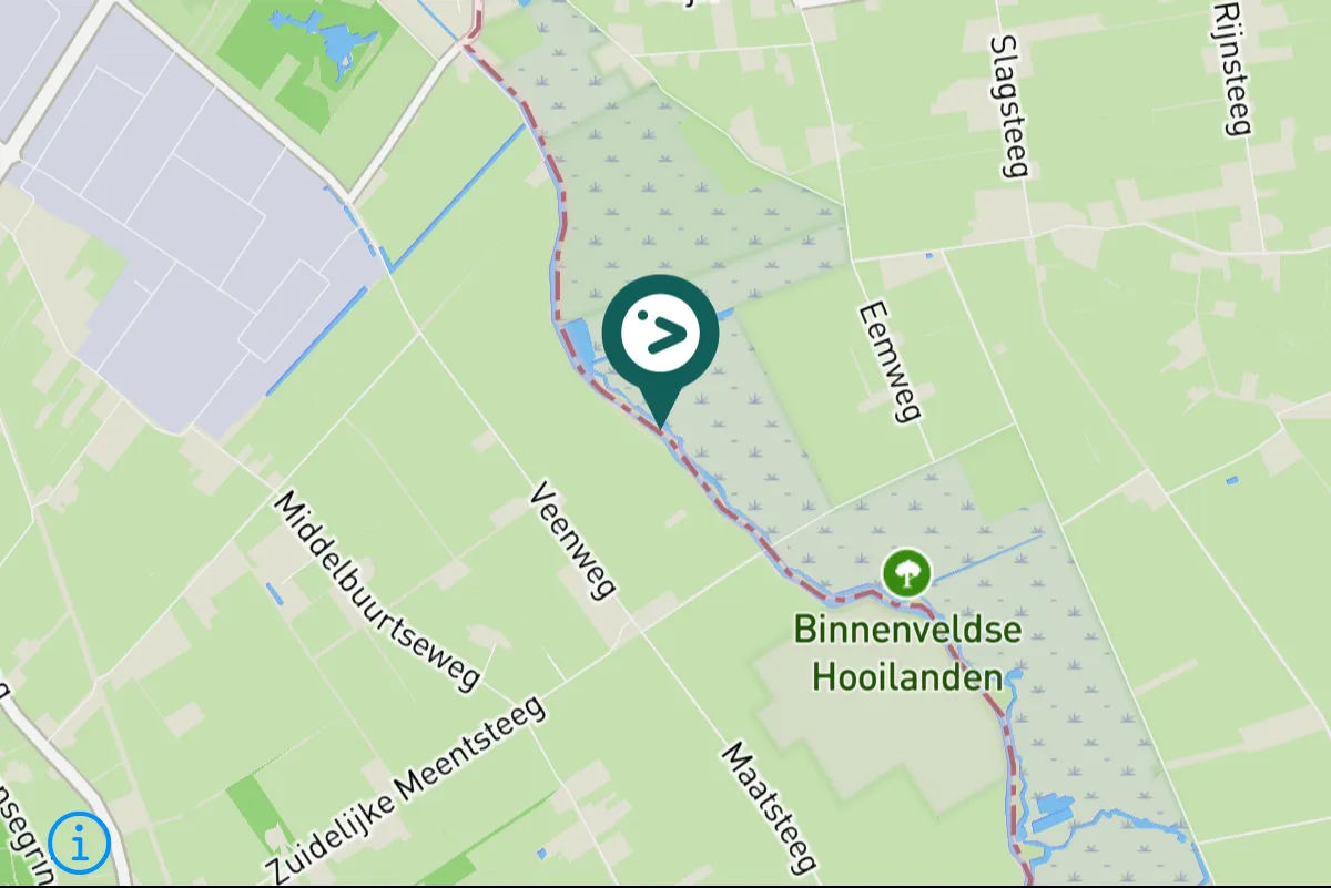 Spotted Pink-footed Goose