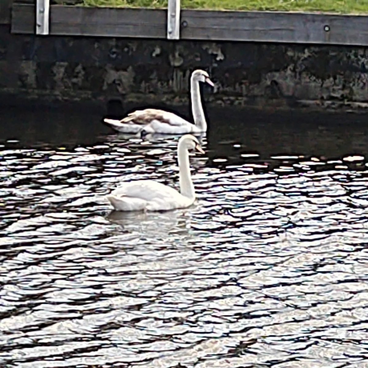 Gespotte Knobbelzwaan