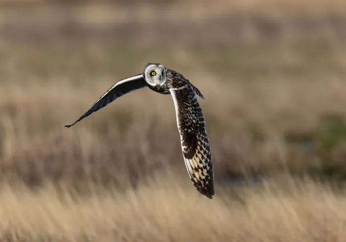 Een vliegende Velduil boven open grasland.