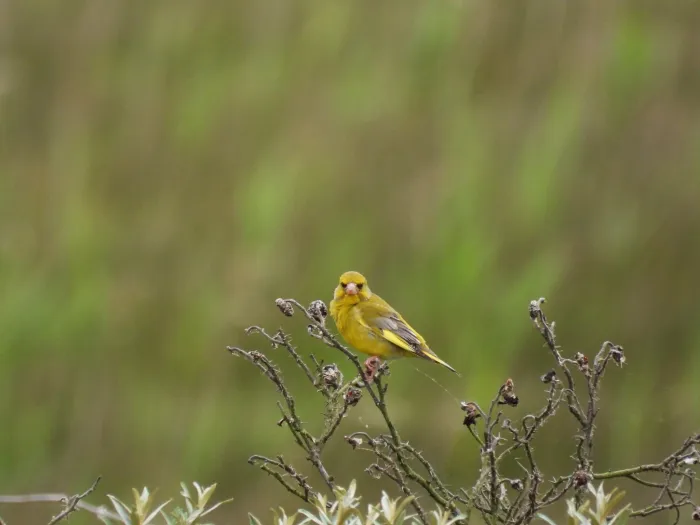 Waargenomen Groenling