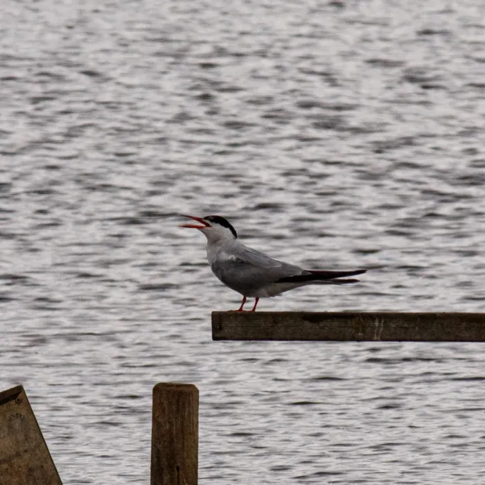 Spotted Common Tern