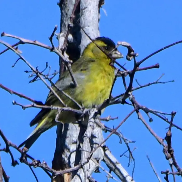 Spotted Black-chinned Siskin