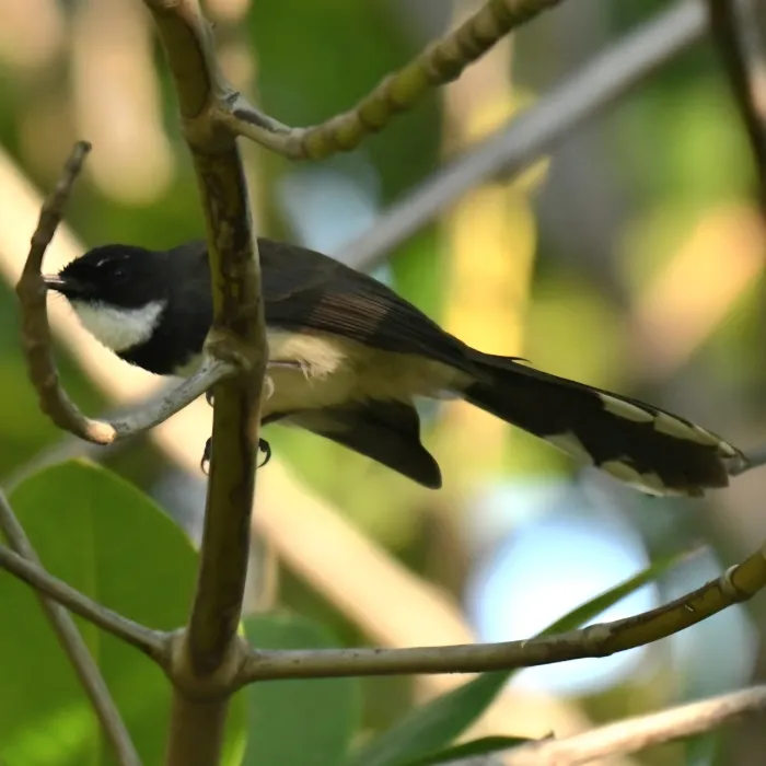 Gespotte Maleise bonte waaierstaart