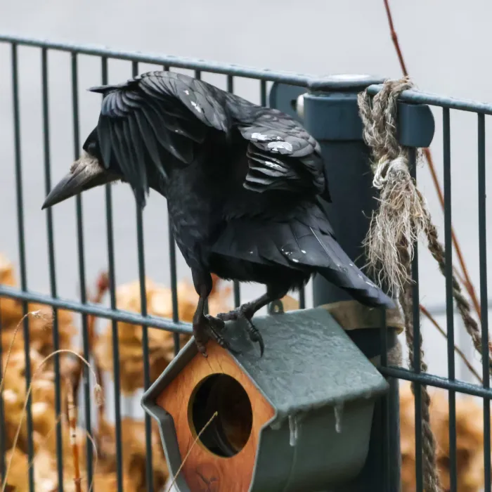 Spotted Rook