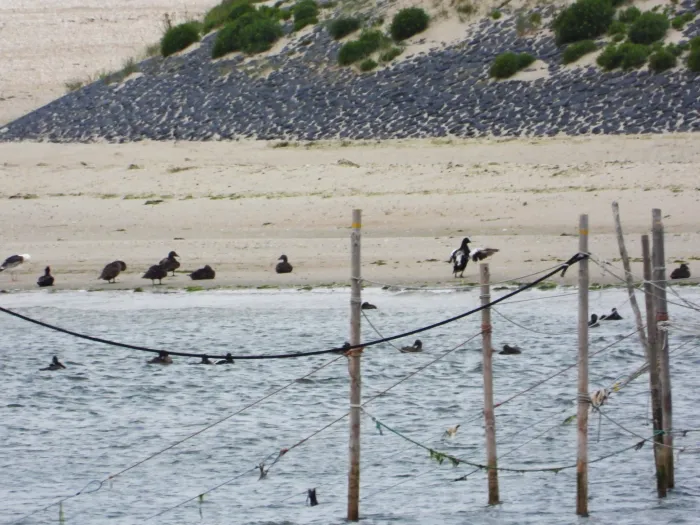 Waargenomen Eider