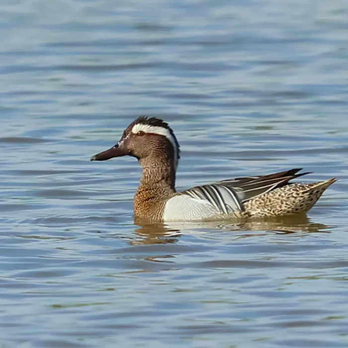 Spotted Garganey