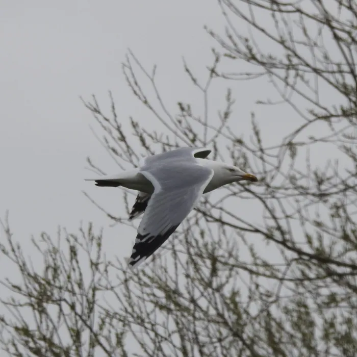 Spotted European Herring Gull