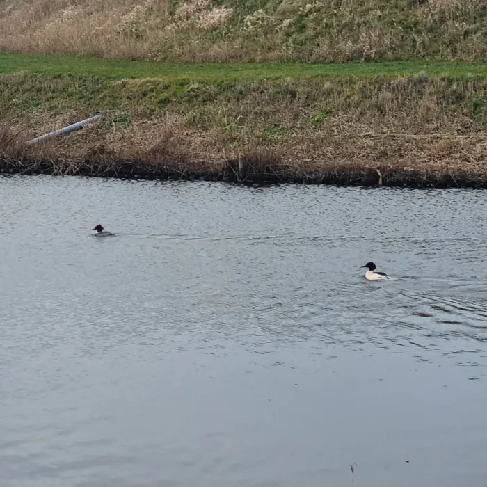 Spotted Common Merganser