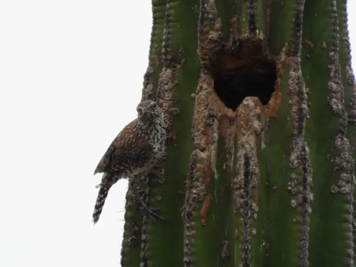 Spotted Cactus Wren