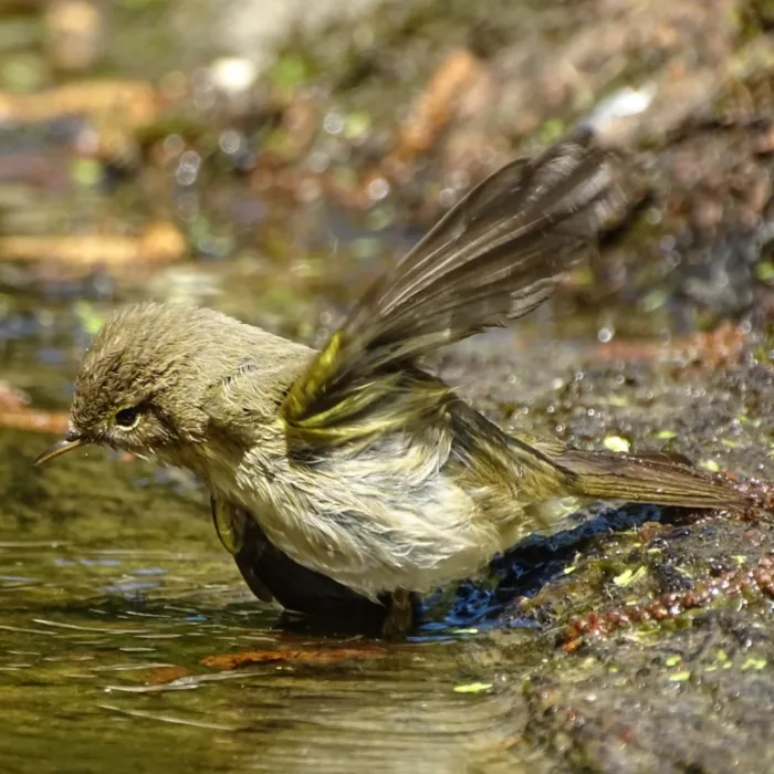 Spotted Common Chiffchaff