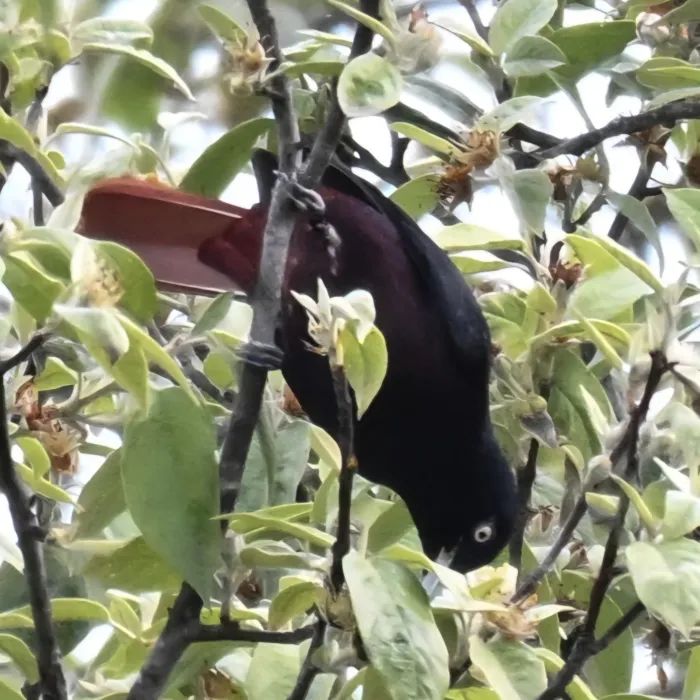 Gespotte Indische bloedwielewaal