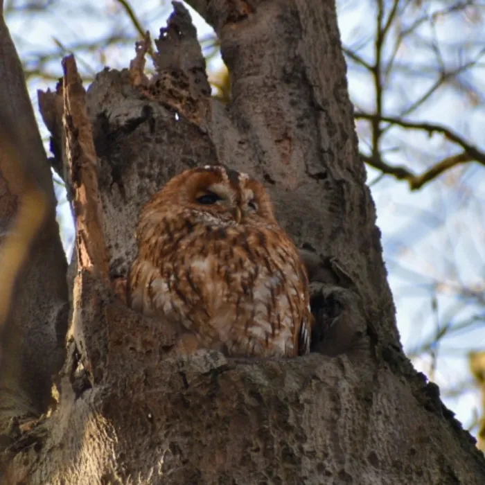 Spotted Tawny Owl