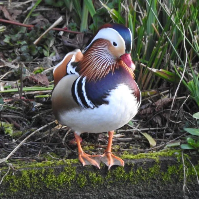 Spotted Mandarin Duck