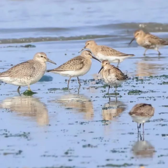 Spotted Red Knot
