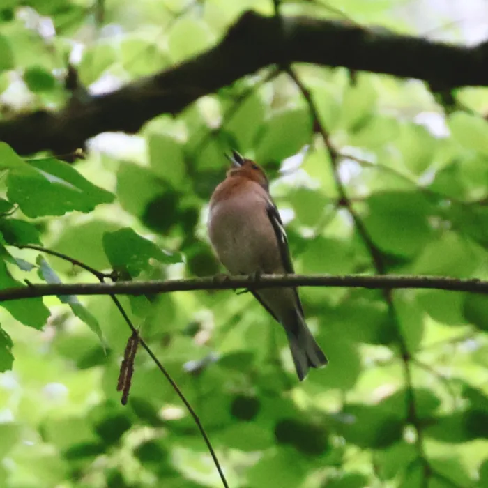 Common Chaffinch