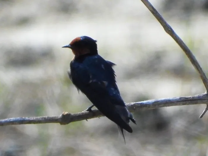 Spotted Pacific Swallow