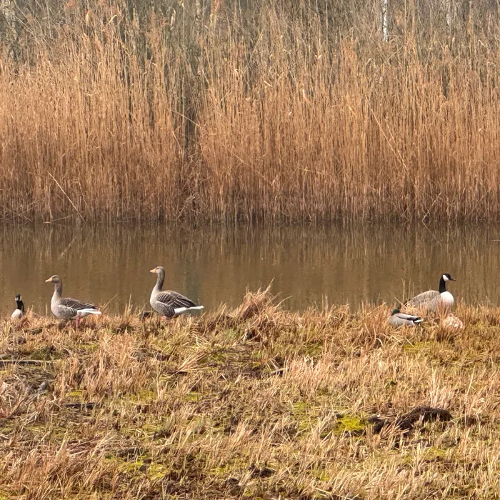 Spotted Graylag Goose