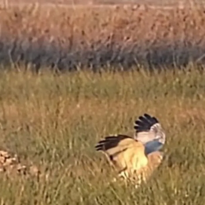 Gespotte Blauwe kiekendief