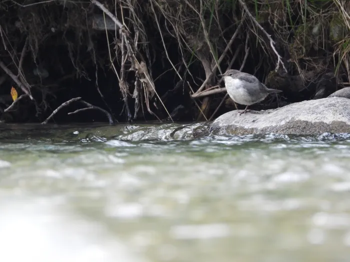 Spotted White-throated Dipper