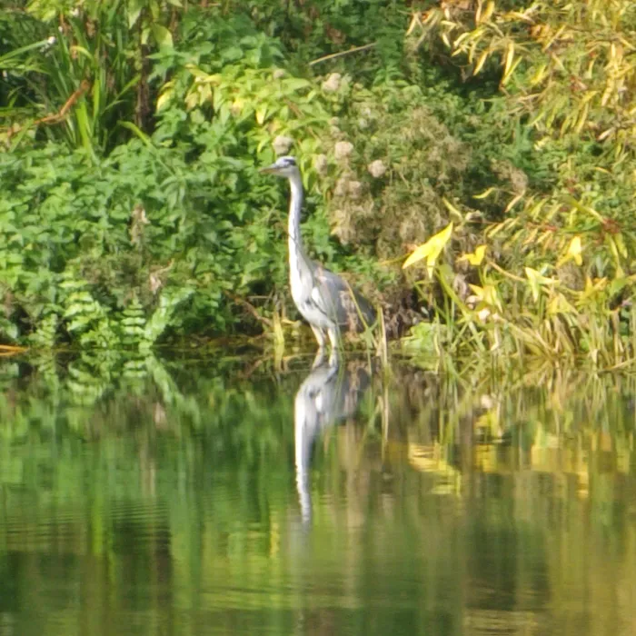 Waargenomen Blauwe reiger