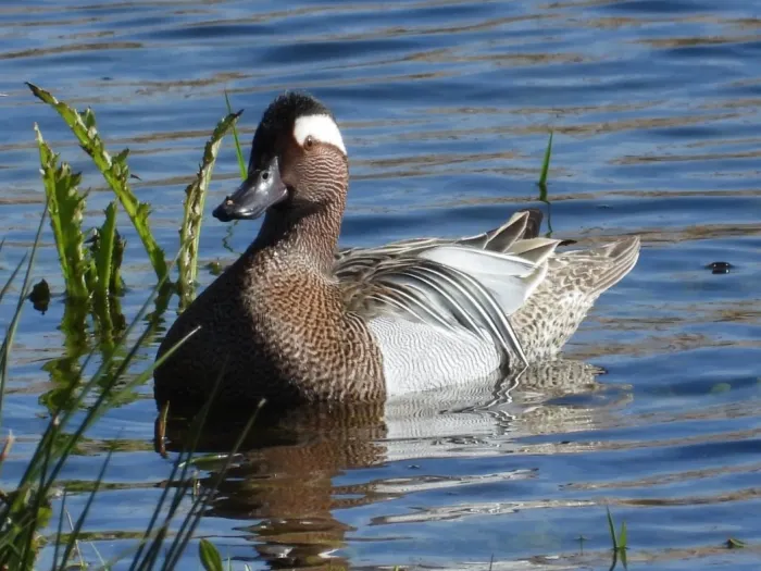 Gespotte Zomertaling