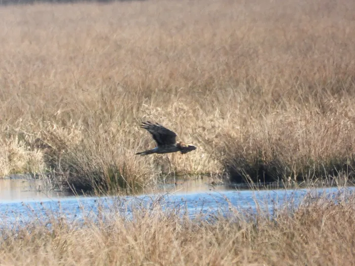 Gespotte Blauwe kiekendief