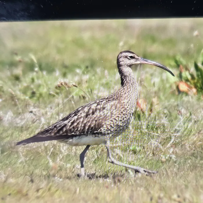 Spotted Whimbrel